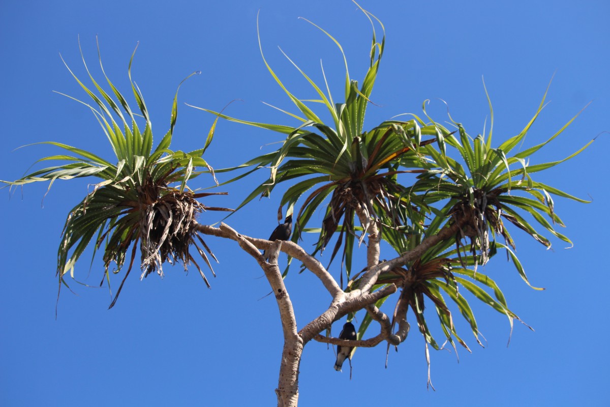 Pandanus odorifer (Forssk.) Kuntze